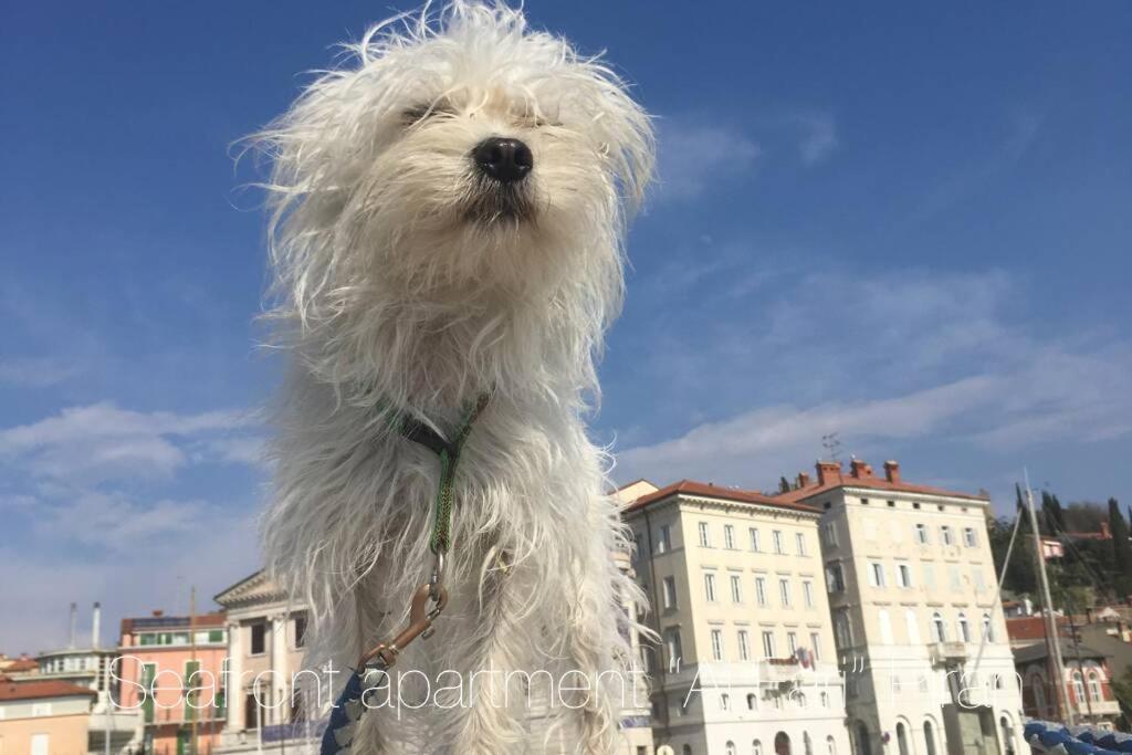 Seafront Apartment Ai Fari Piran Exterior photo